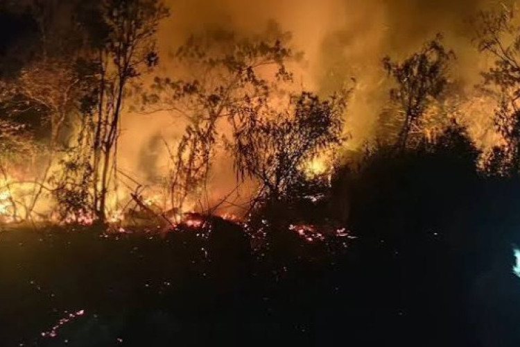 Kebakaran Hebat Landa Kawasan Taman Wisata Alam Ruteng di NTT: Gerak Cepat Petugas Berhasil Lokalisasi Api