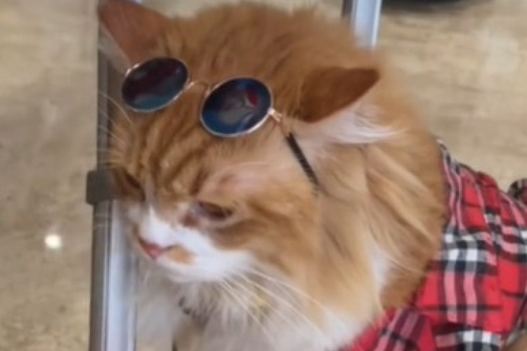Bantahan Pemilik Kucing Leo Blok M Soal Penggunaan Obat Bius dan Pembelaannya Terhadap Tudingan Komunitas Pencinta Hewan di Indonesia
