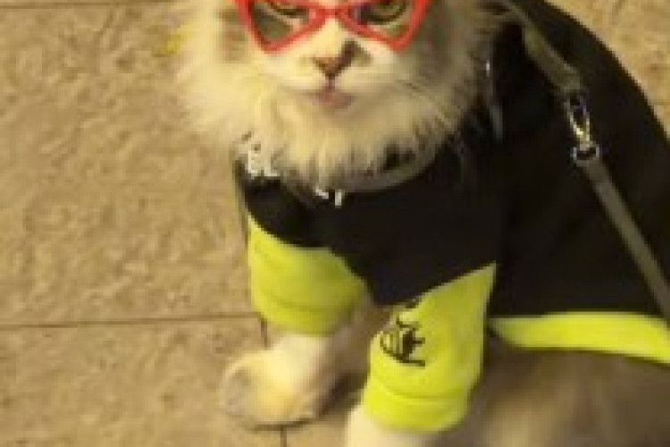 Kontroversi Kucing Leo Blok M Viral di Media Sosial dan Mengundang Perdebatan Sengit Netizen Mengenai Eksploitasi Hewan Jalanan