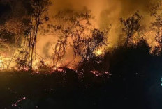 Kebakaran Hebat Landa Kawasan Taman Wisata Alam Ruteng di NTT: Gerak Cepat Petugas Berhasil Lokalisasi Api
