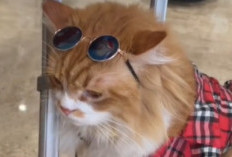Bantahan Pemilik Kucing Leo Blok M Soal Penggunaan Obat Bius dan Pembelaannya Terhadap Tudingan Komunitas Pencinta Hewan di Indonesia