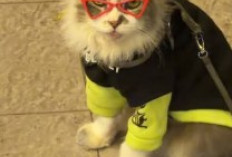 Kontroversi Kucing Leo Blok M Viral di Media Sosial dan Mengundang Perdebatan Sengit Netizen Mengenai Eksploitasi Hewan Jalanan